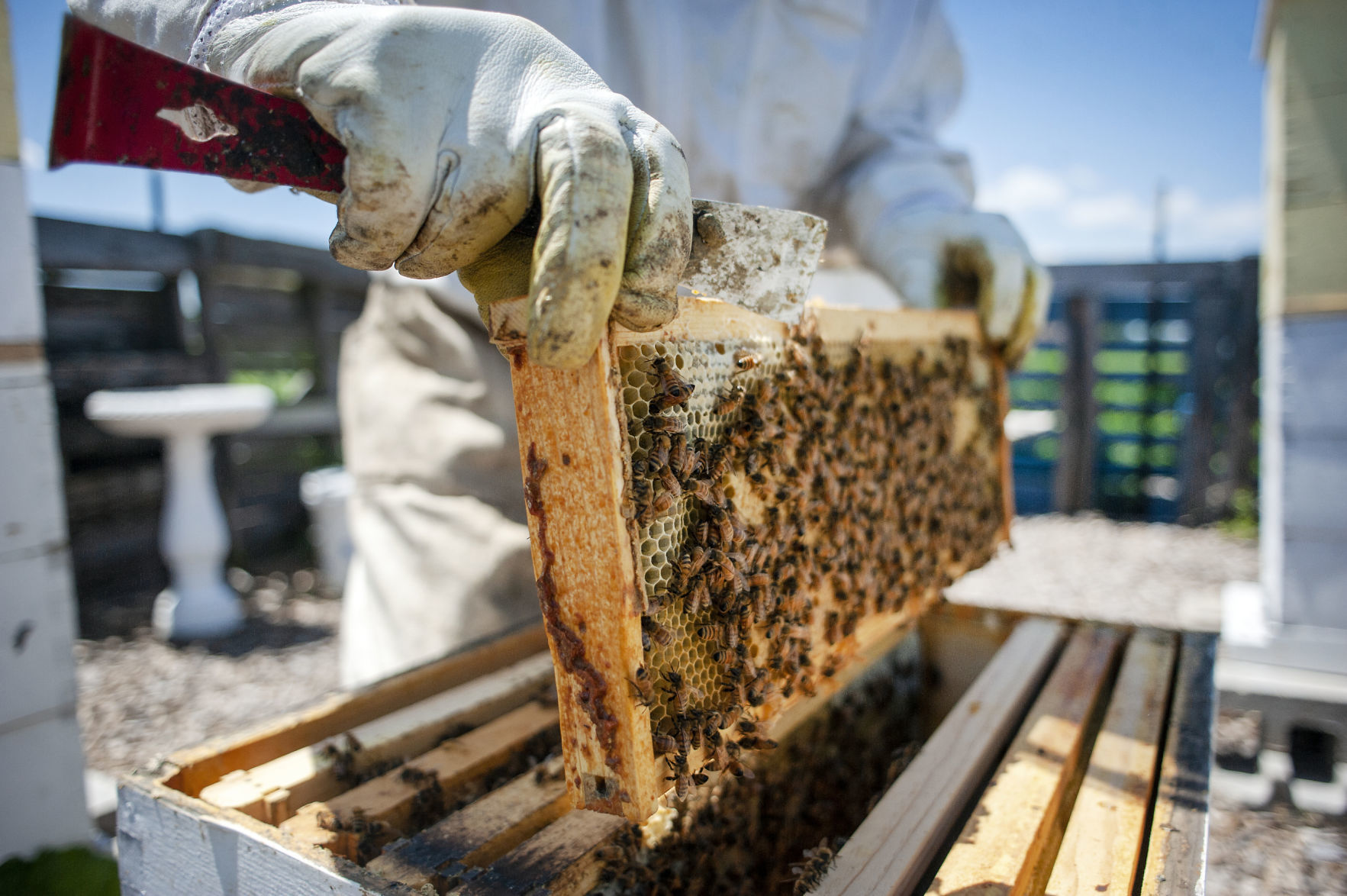 190419_BEES03